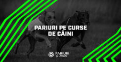 pariuri pe curse de câini