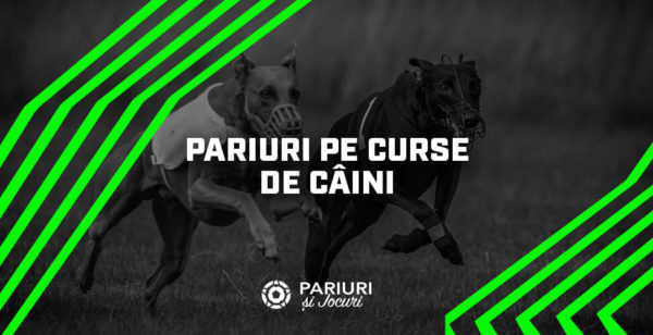 pariuri pe curse de câini